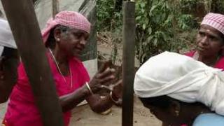 Embedded thumbnail for  Tribal Song -കുറിച്യരുടെ  നെല്ല്കുത്ത്  പാട്ട് 