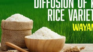 Embedded thumbnail for DIFFUSION OF KAU RICE VARIETIES | WAYANAD | കേരള കാർഷിക സർവ്വകലാശാല പുറത്തിറക്കിയ നെല്ലിനങ്ങൾ