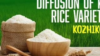 Embedded thumbnail for DIFFUSION OF KAU RICE VARIETIES | KOZHIKODE | കേരള കാർഷിക സർവ്വകലാശാല പുറത്തിറക്കിയ നെല്ലിനങ്ങൾ