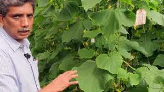 Embedded thumbnail for  Salad Cucumber KPCH-1 Cultivation