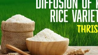 Embedded thumbnail for DIFFUSION OF KAU RICE VARIETIES | THRISSUR | കേരള കാർഷിക സർവ്വകലാശാല പുറത്തിറക്കിയ നെല്ലിനങ്ങൾ