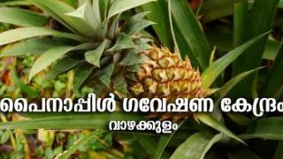 Embedded thumbnail for Pineapple Research Station Vazhakulam | പൈനാപ്പിൾ ഗവേഷണ കേന്ദ്രം വാഴക്കുളം 