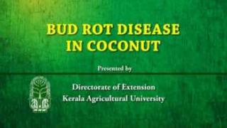 Embedded thumbnail for Bud rot in coconut